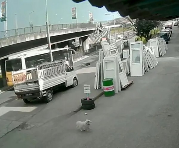 Üniversiteli Cennet Yaşam Savaşı Veriyor! Sokak Köpeğinden Kaçtığı Sırada Otobüs Çarptı